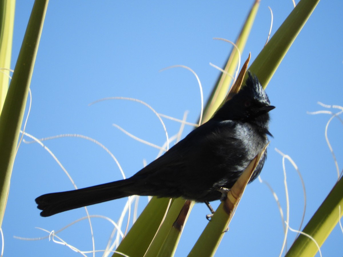 Phainopepla - Thomas Bürgi