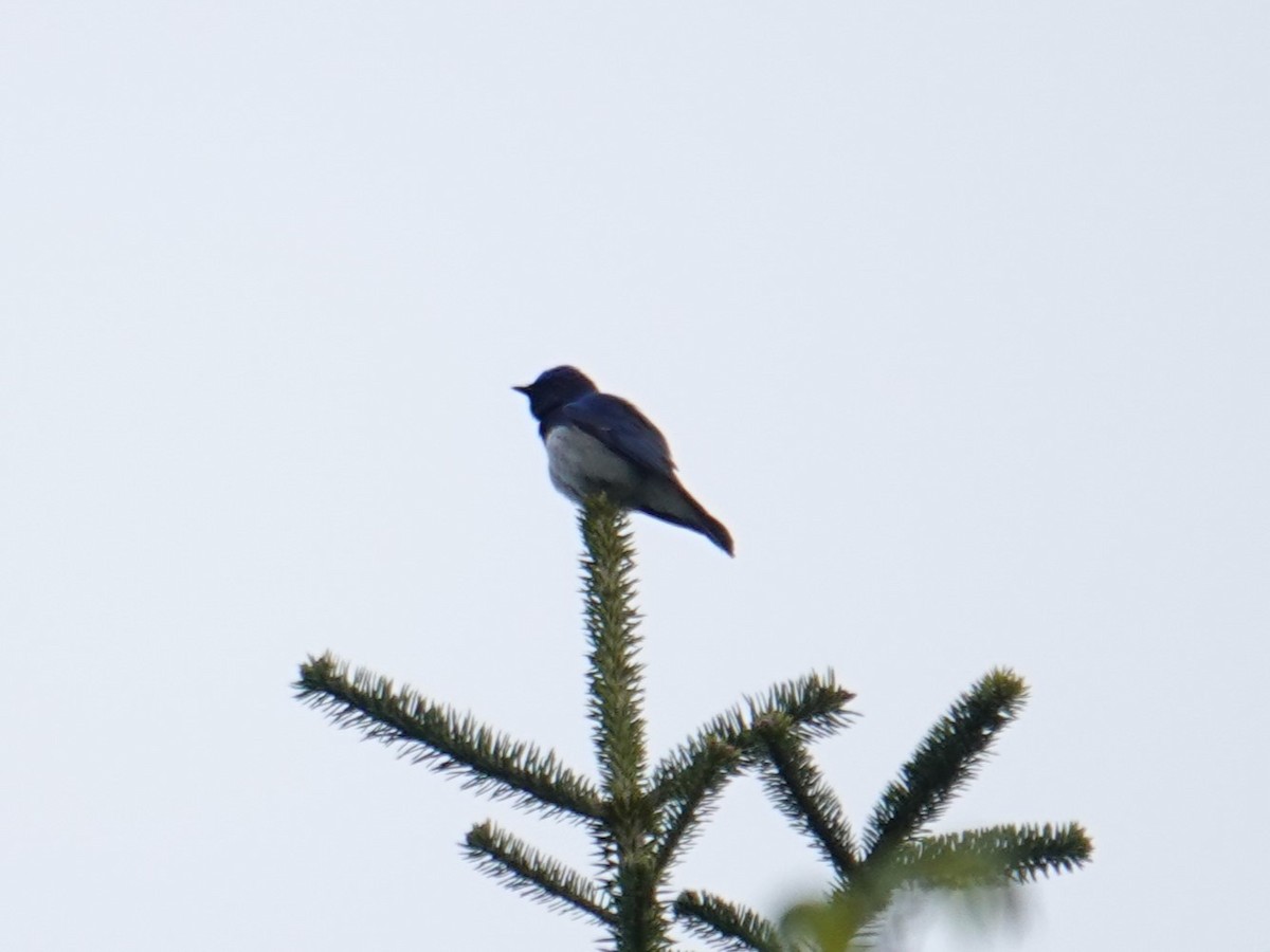 Blue-and-white Flycatcher - Steve Kornfeld