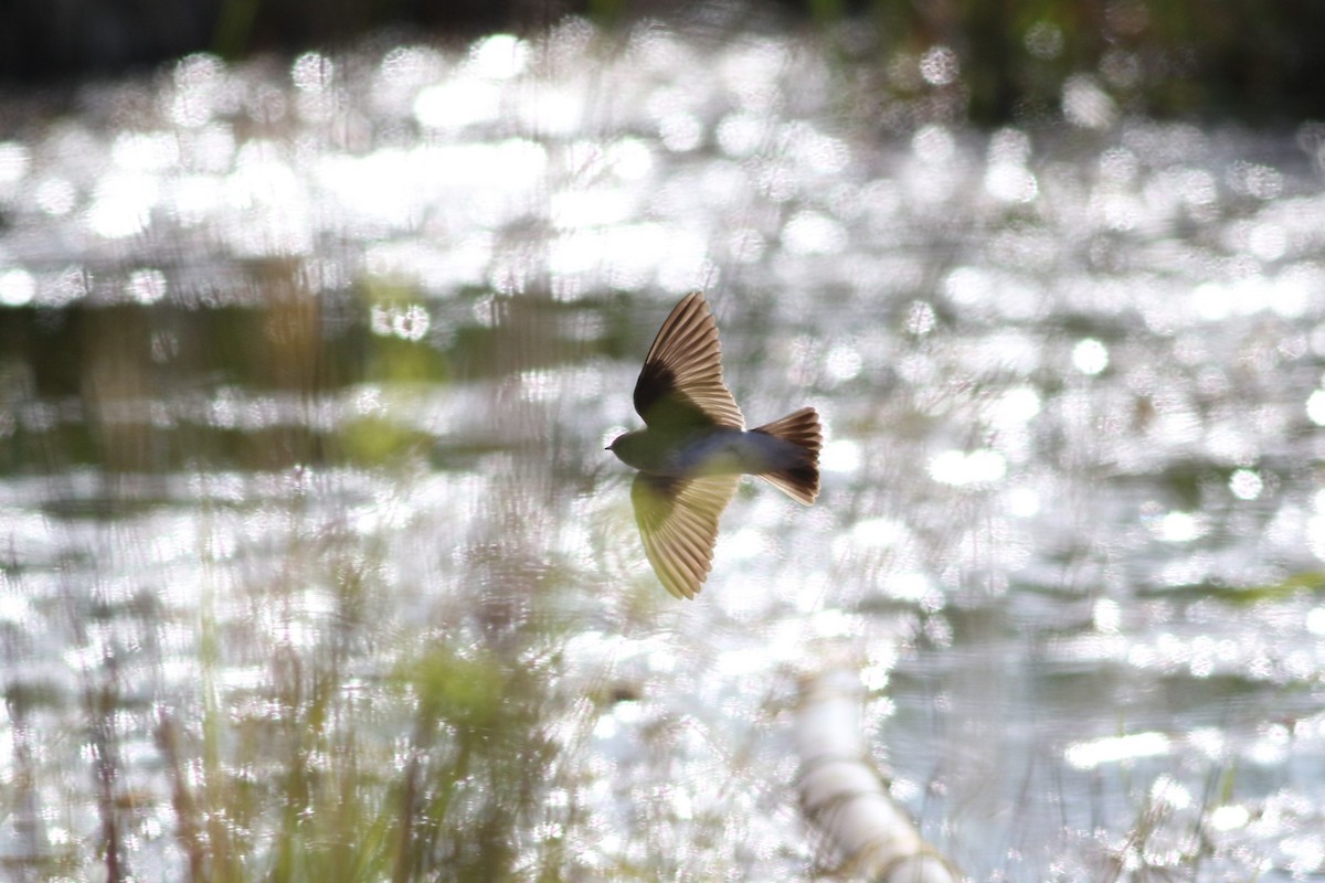 Northern Rough-winged Swallow - ML619481450