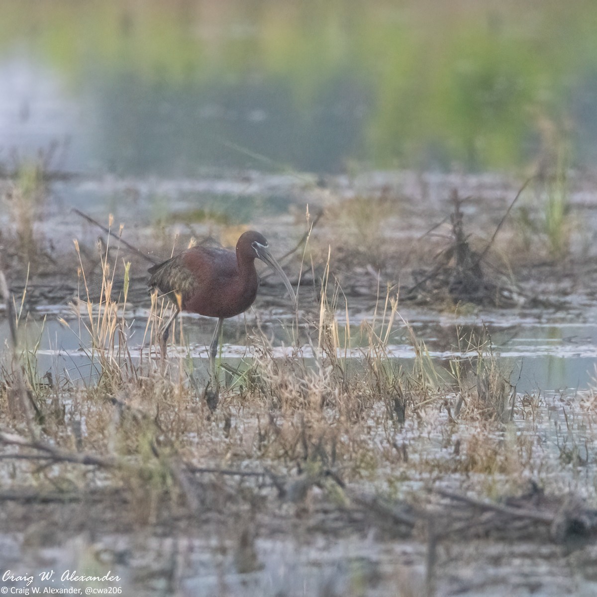 Glossy Ibis - Craig Alexander