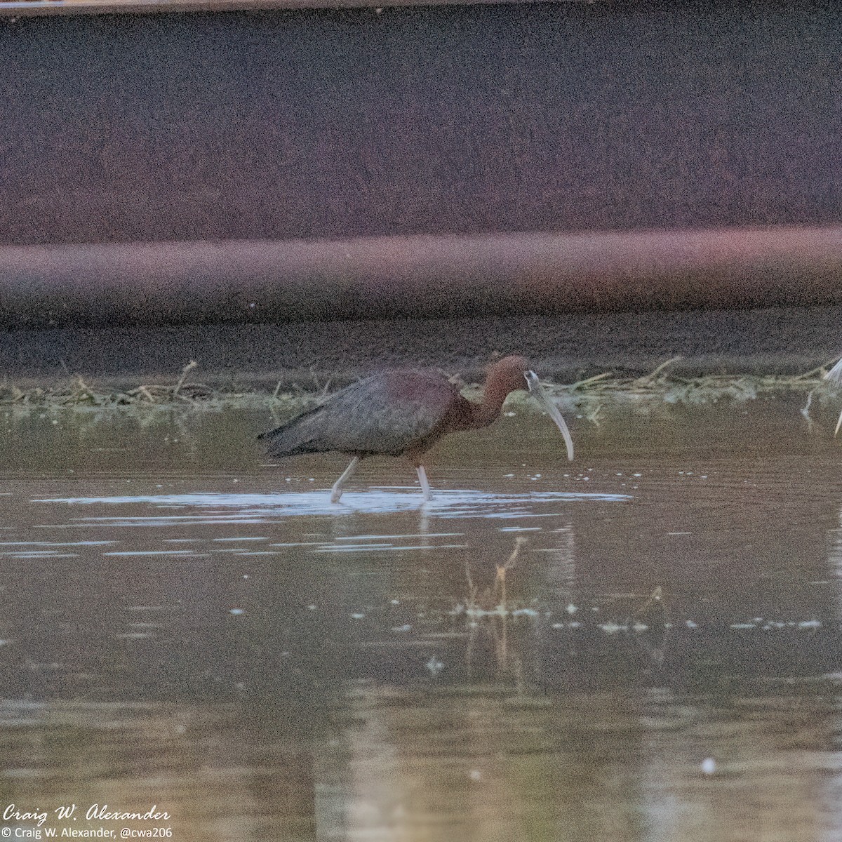 Glossy Ibis - Craig Alexander