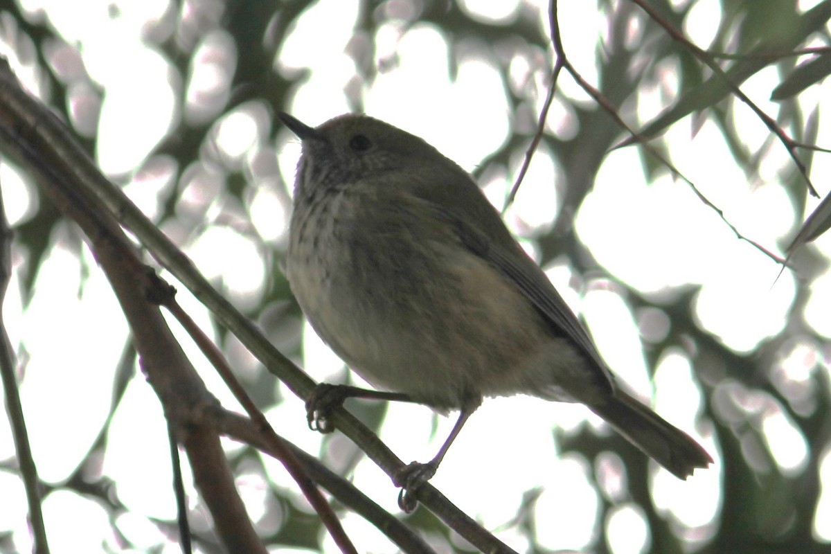 Brown Thornbill - NICOLINO DALFONSO