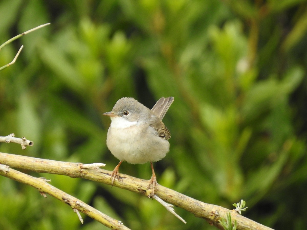 Greater Whitethroat - Fabio Marcolin