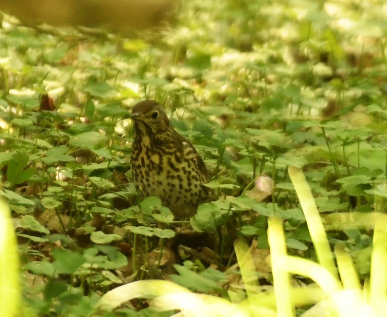 Song Thrush - ML619481459