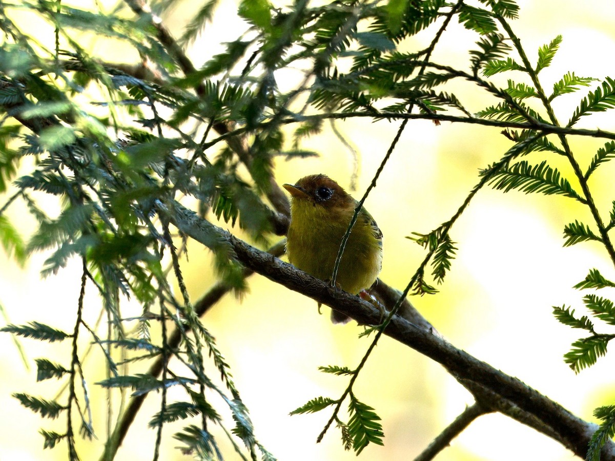 Yellow-breasted Warbler - Evelyn Lee