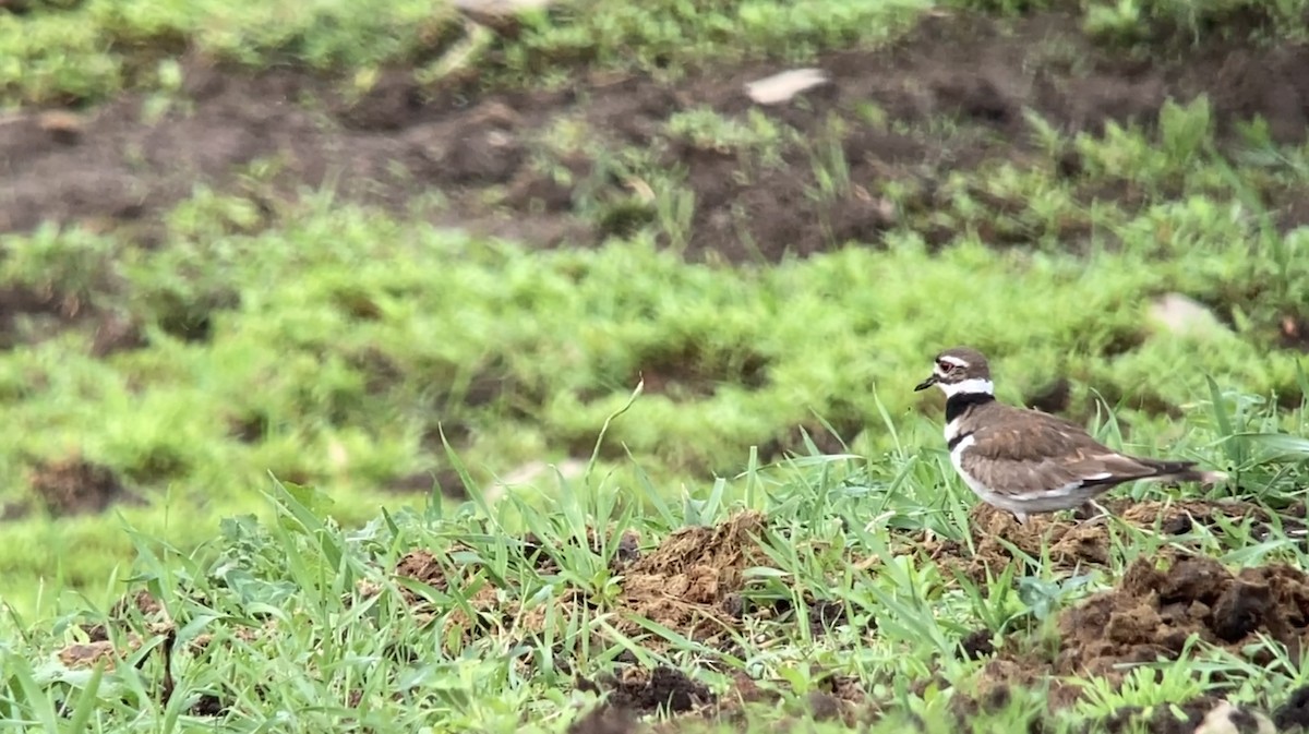 Killdeer - André BERNARD