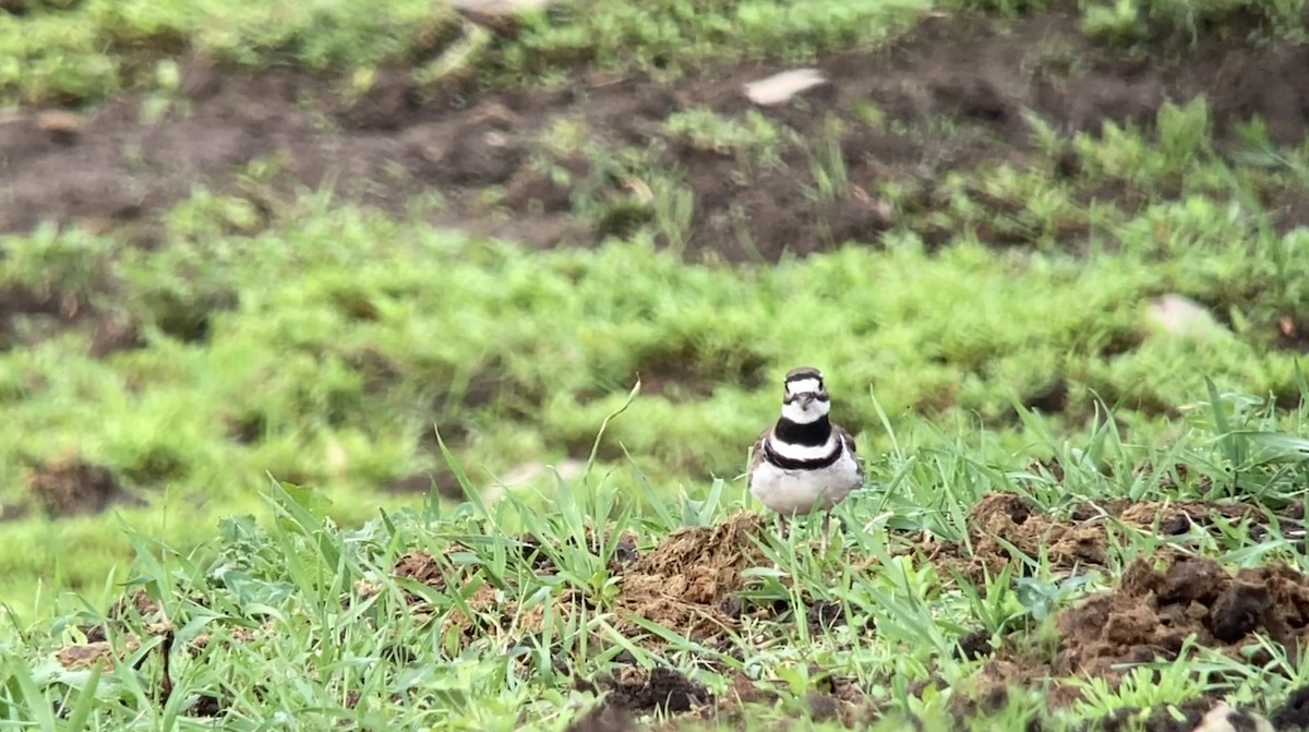 Killdeer - André BERNARD