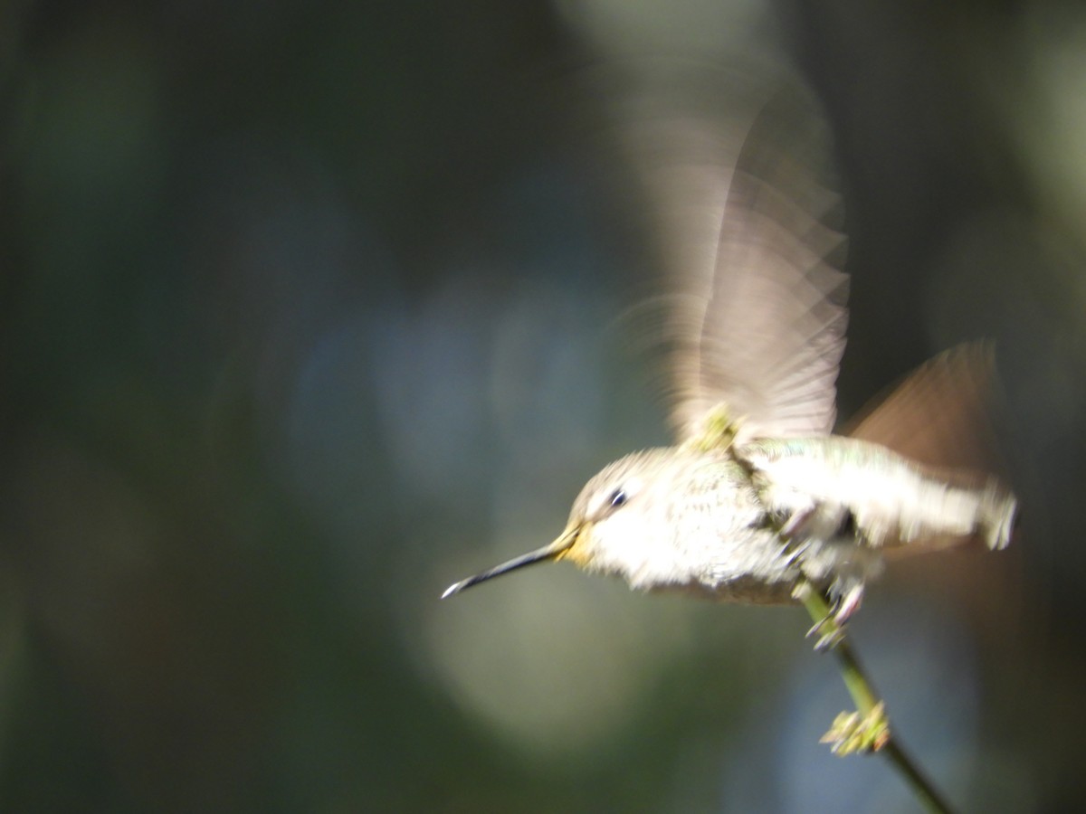 Anna's Hummingbird - Thomas Bürgi