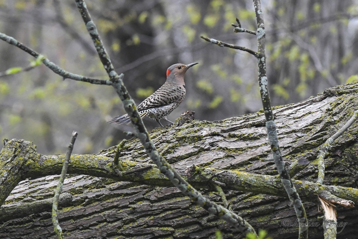 Northern Flicker - ML619481475
