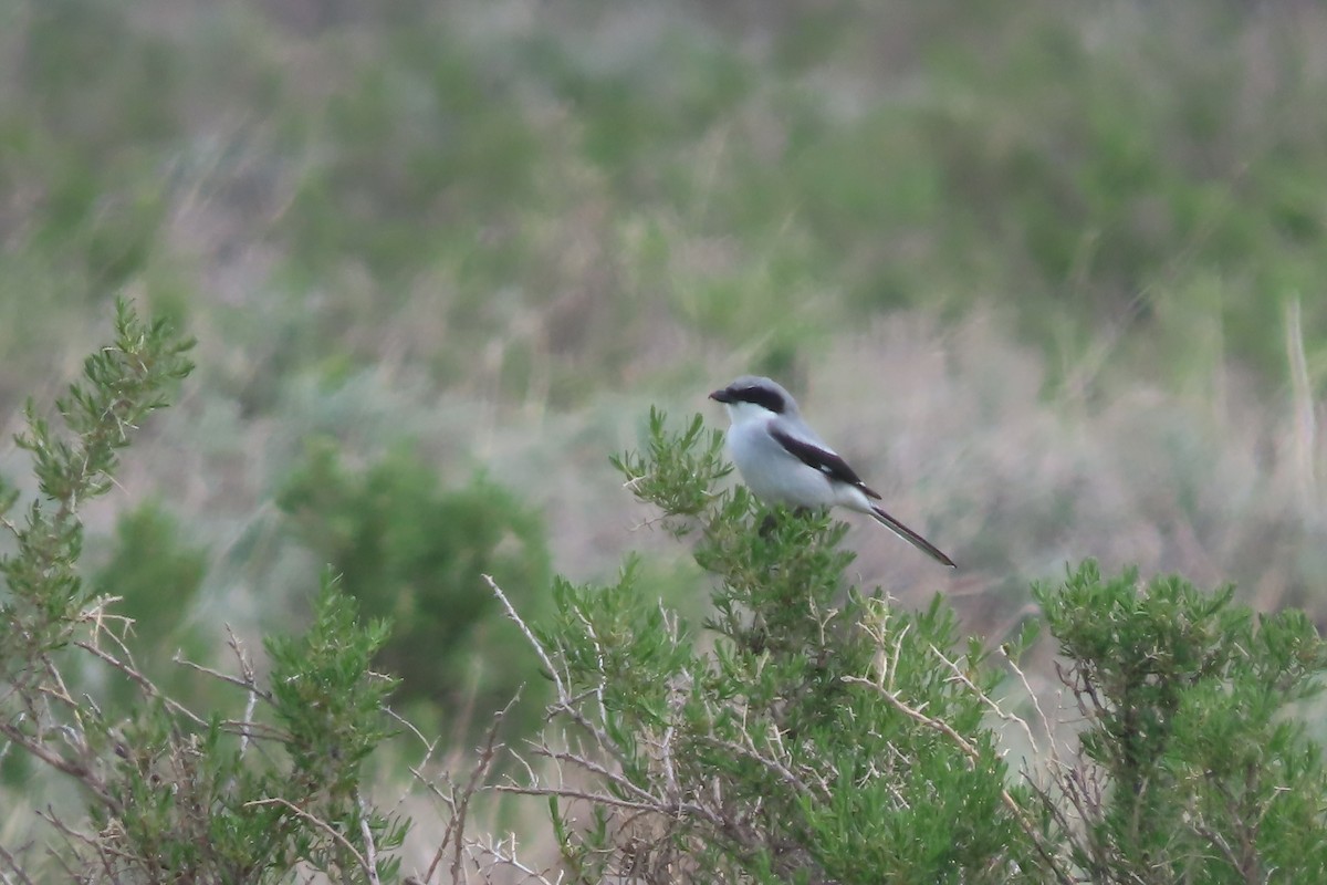 Loggerhead Shrike - Mike Lesnik