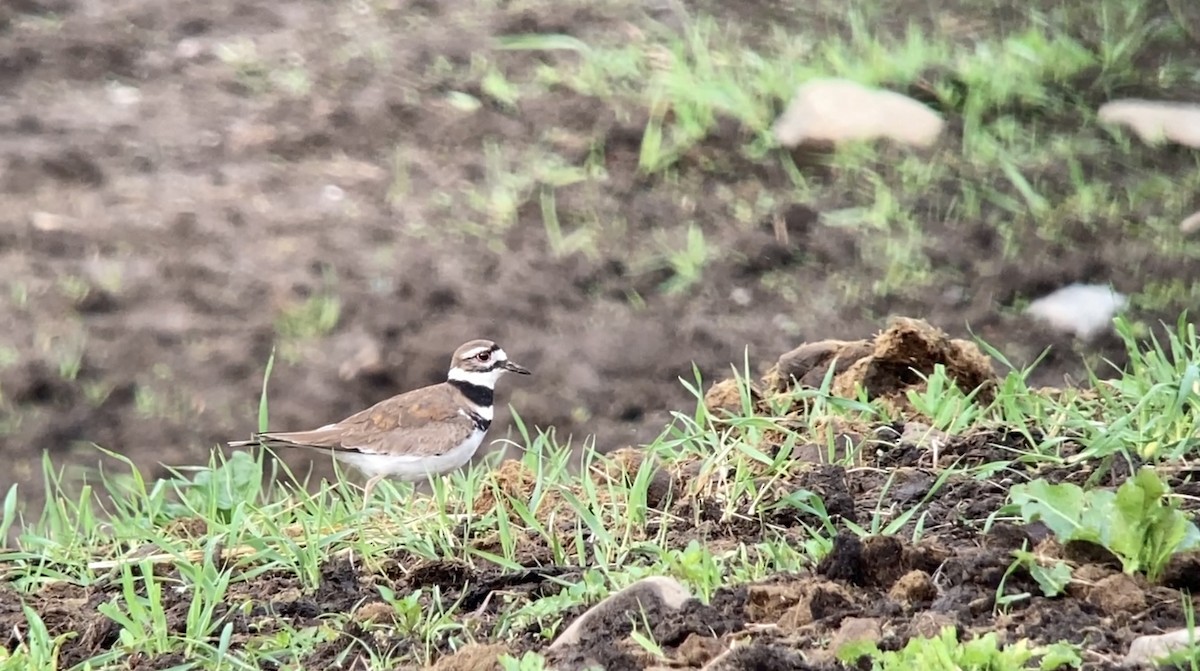 Killdeer - André BERNARD