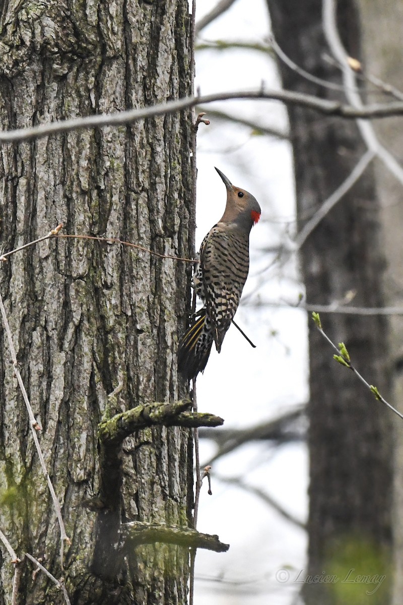 Northern Flicker - ML619481479
