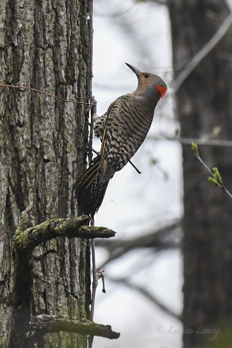 Northern Flicker - ML619481480