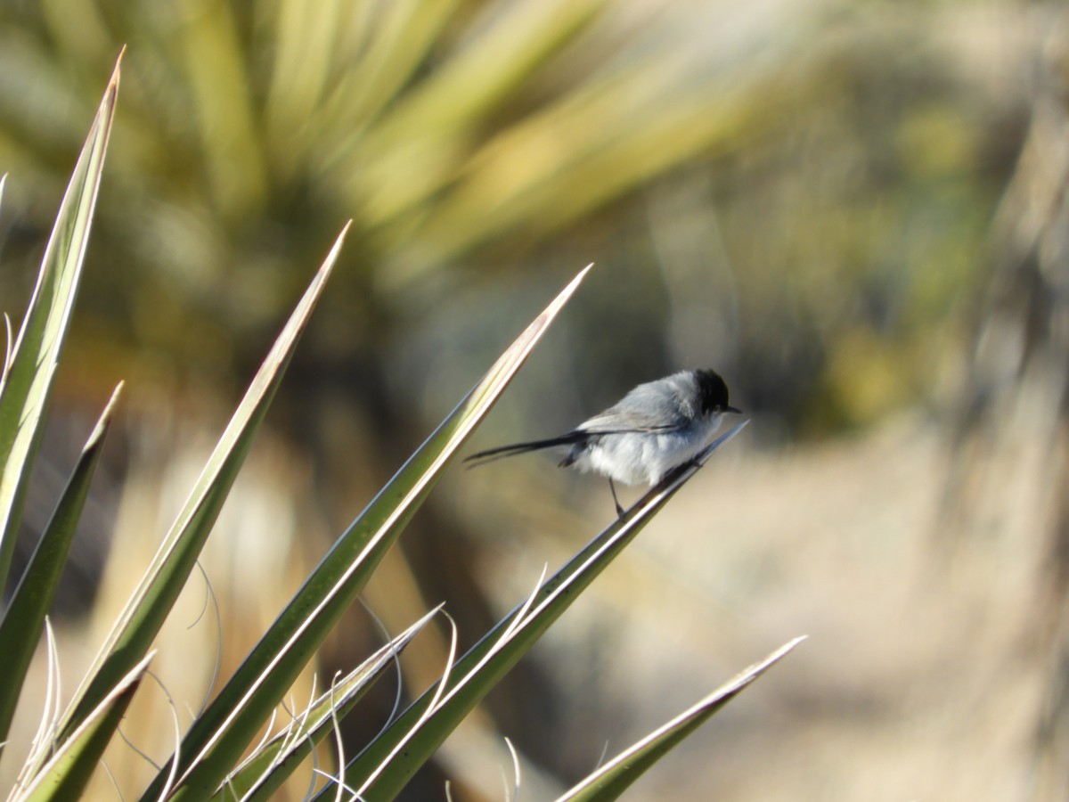 Black-tailed Gnatcatcher - Thomas Bürgi