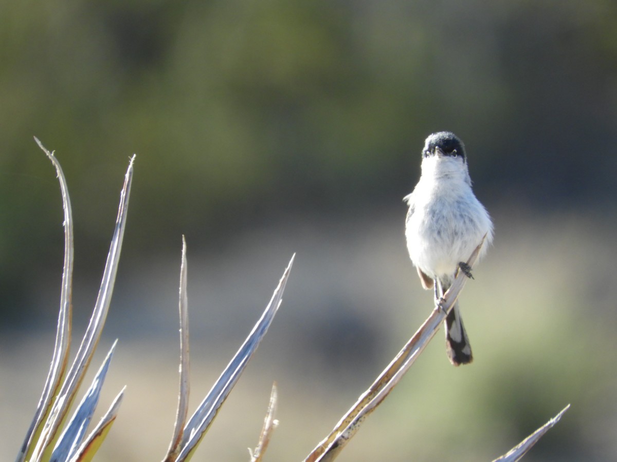 Black-tailed Gnatcatcher - Thomas Bürgi