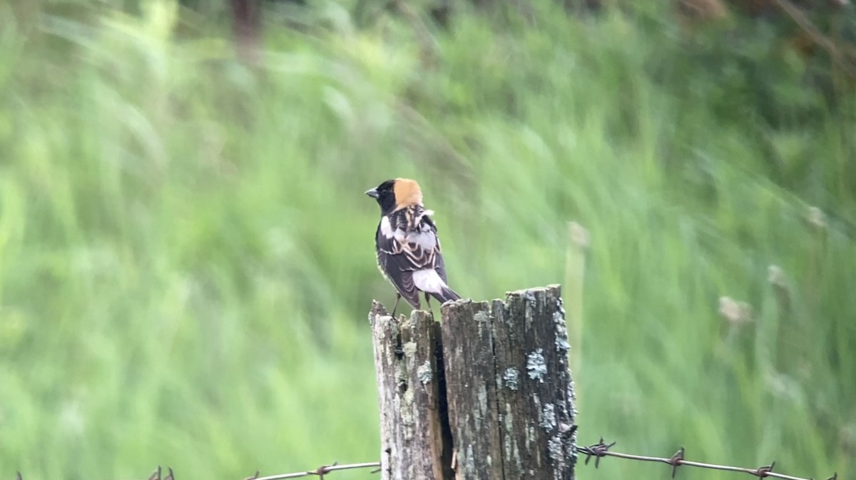 Bobolink - André BERNARD