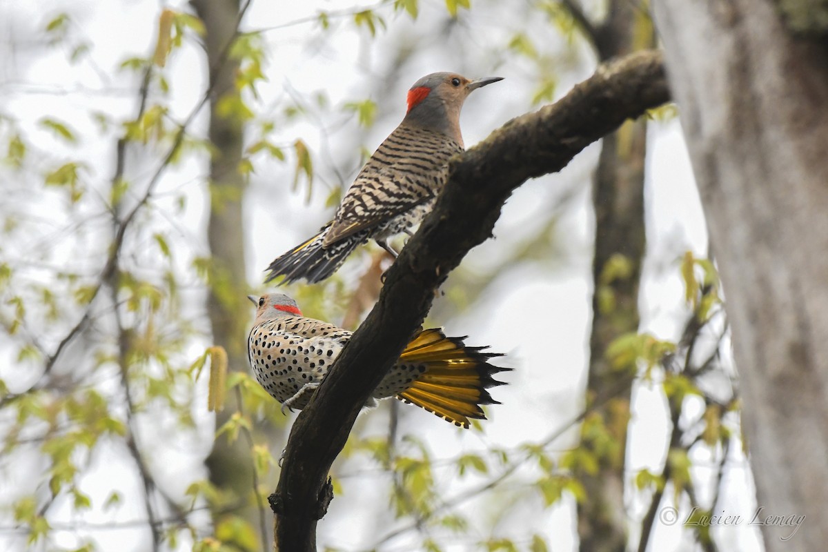 Northern Flicker - ML619481488