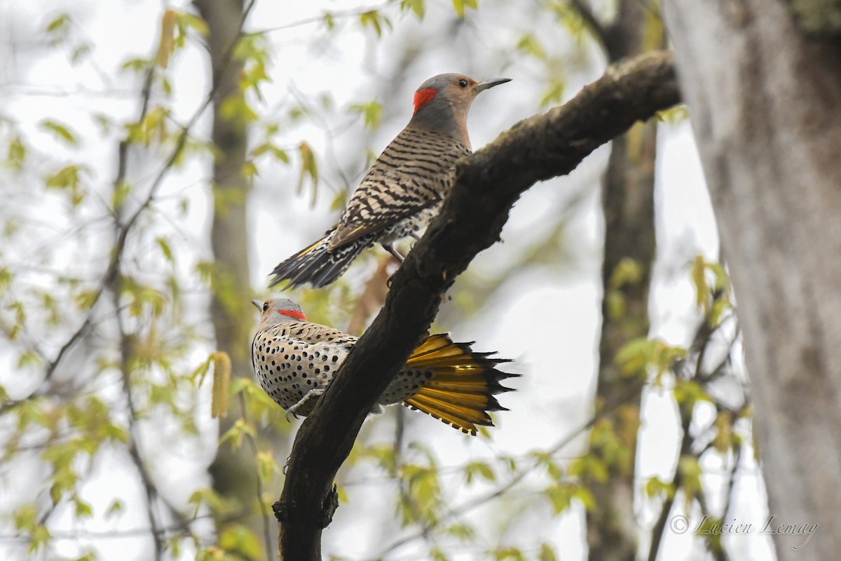 Northern Flicker - Lucien Lemay