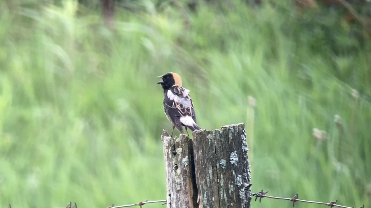 Bobolink - André BERNARD