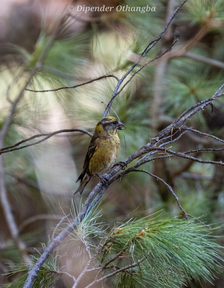 Bec-croisé des sapins (himalayensis) - ML619481491