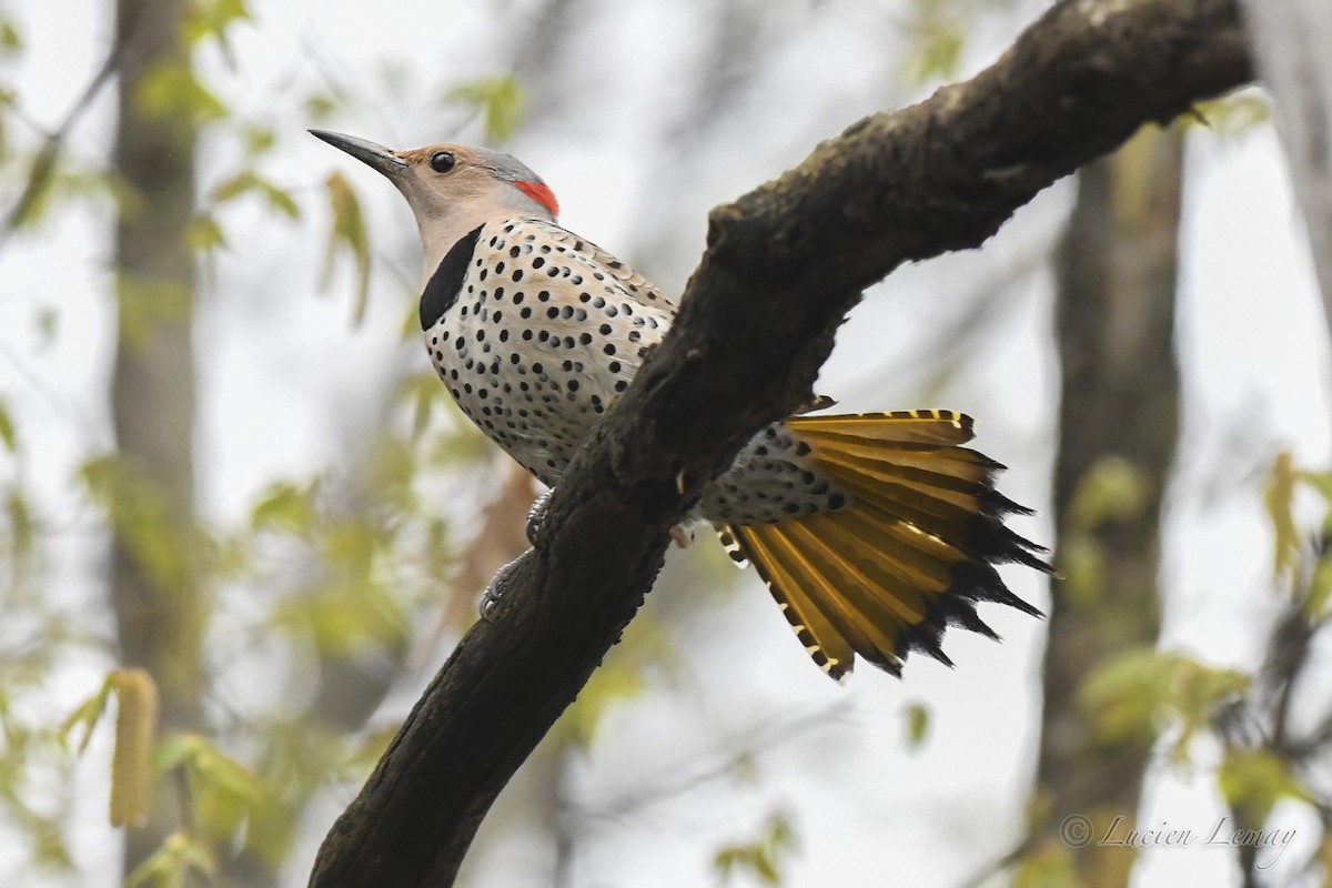 Northern Flicker - Lucien Lemay