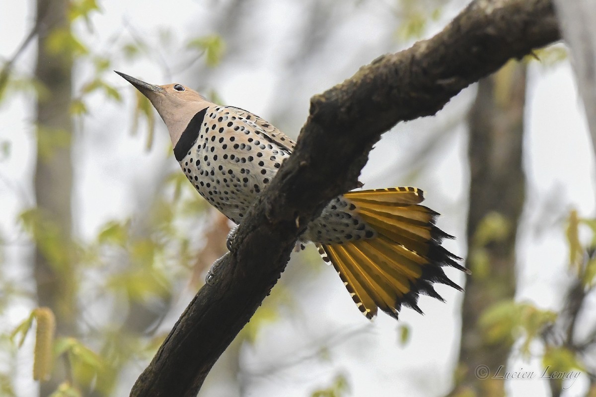 Northern Flicker - ML619481494