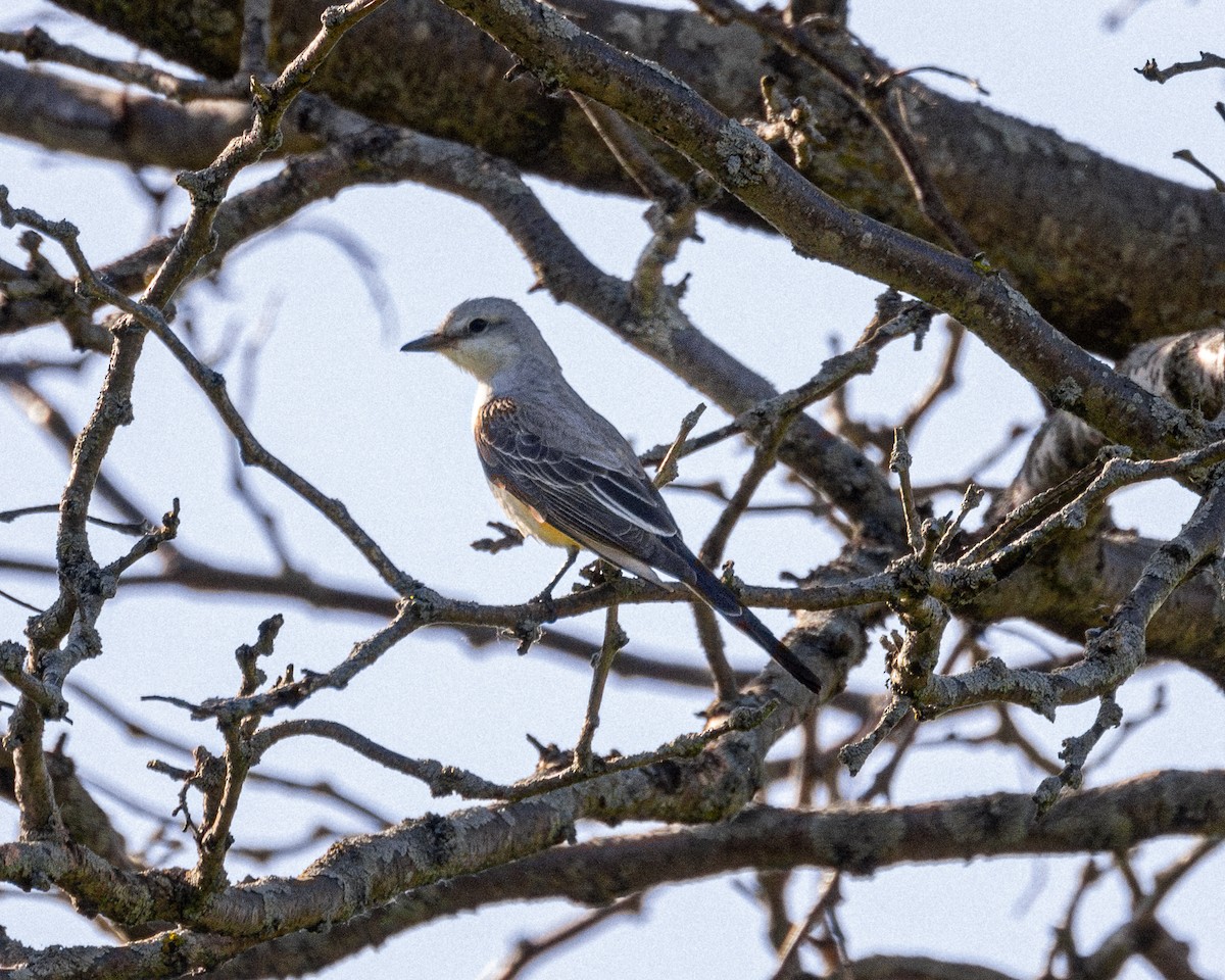 Scissor-tailed Flycatcher - ML619481496