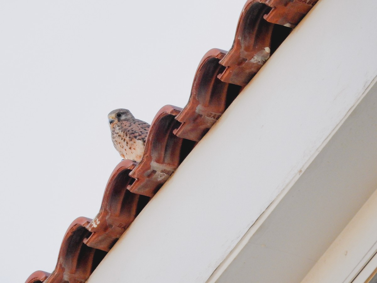 Eurasian Kestrel - Fot Tsak