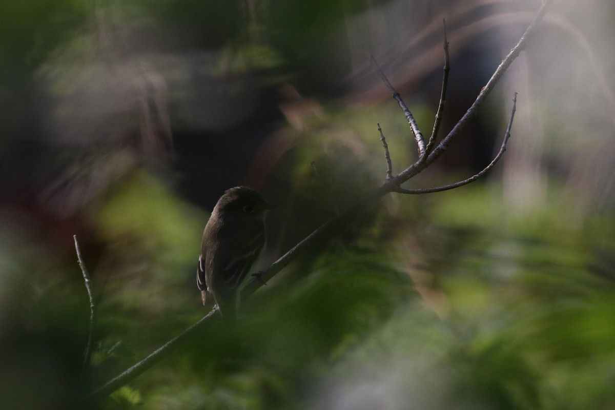 Least Flycatcher - Lily Morello