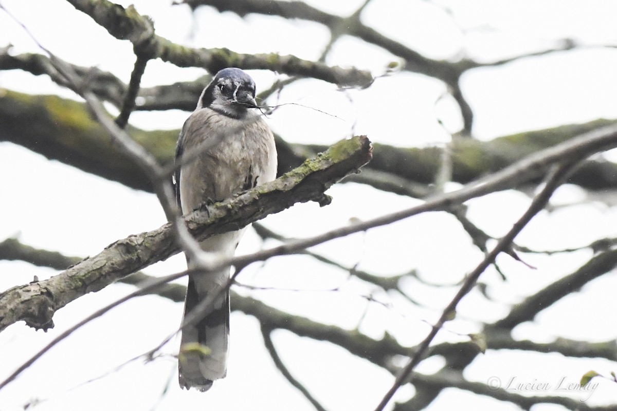 Blue Jay - ML619481507