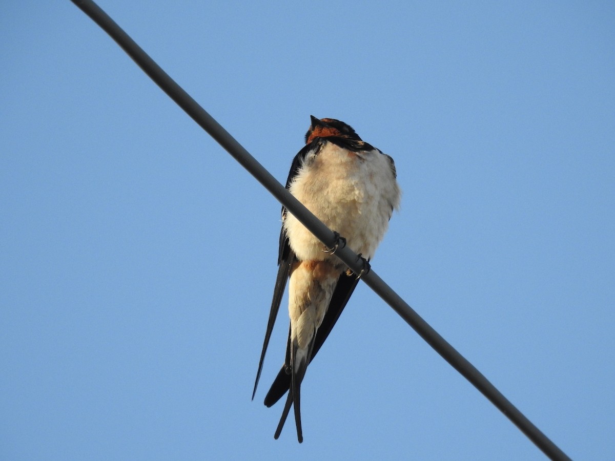 Barn Swallow - ML619481512
