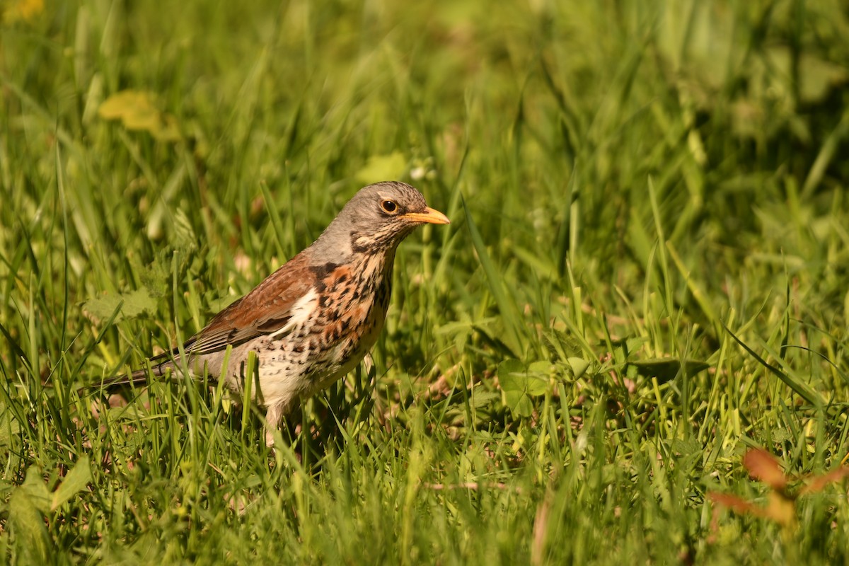 Fieldfare - ML619481513