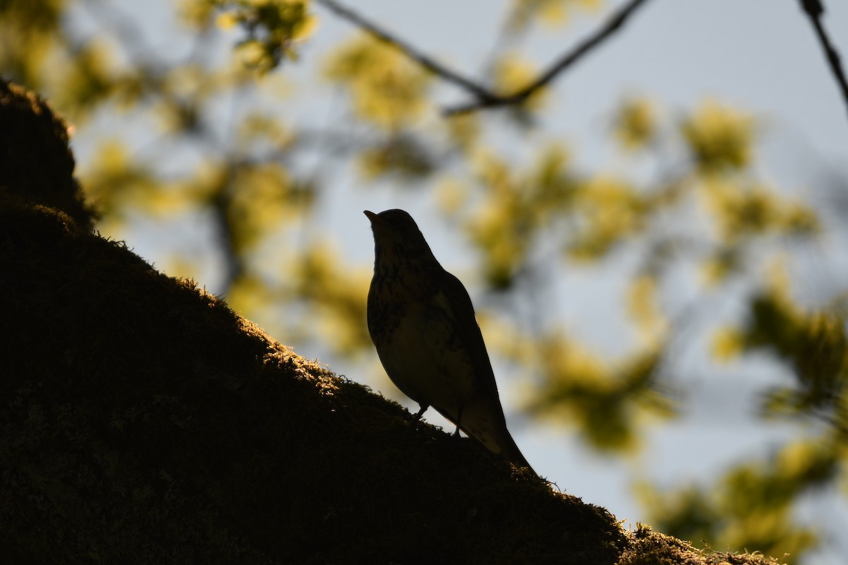 Fieldfare - Sunanda Vinayachandran