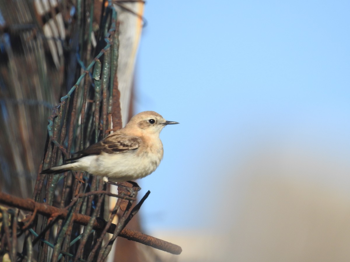 Eastern Black-eared Wheatear - ML619481516