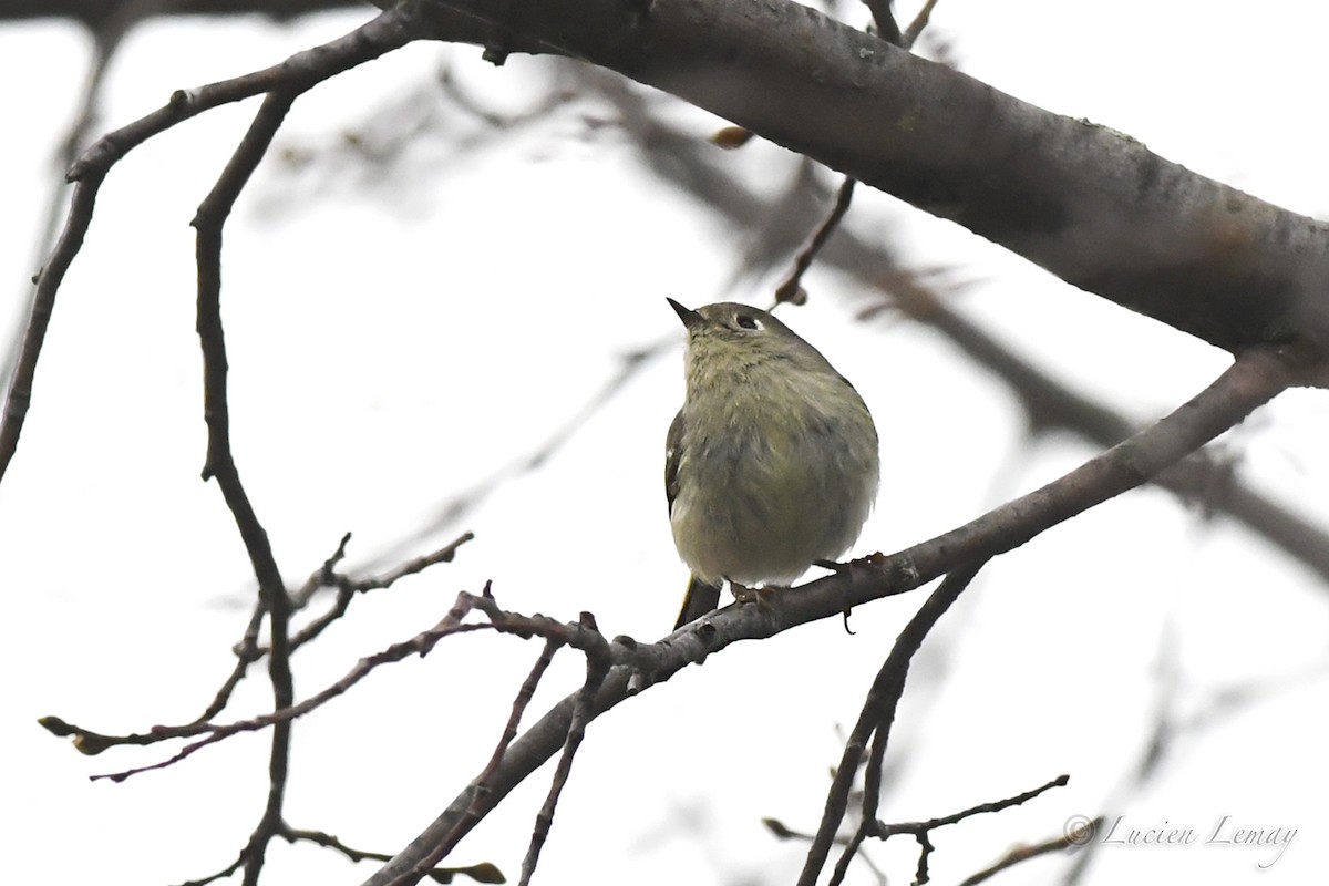 Ruby-crowned Kinglet - Lucien Lemay