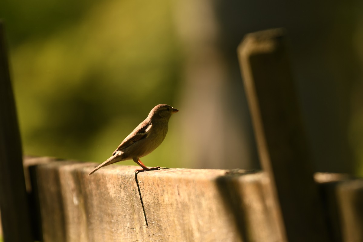 House Sparrow - ML619481520