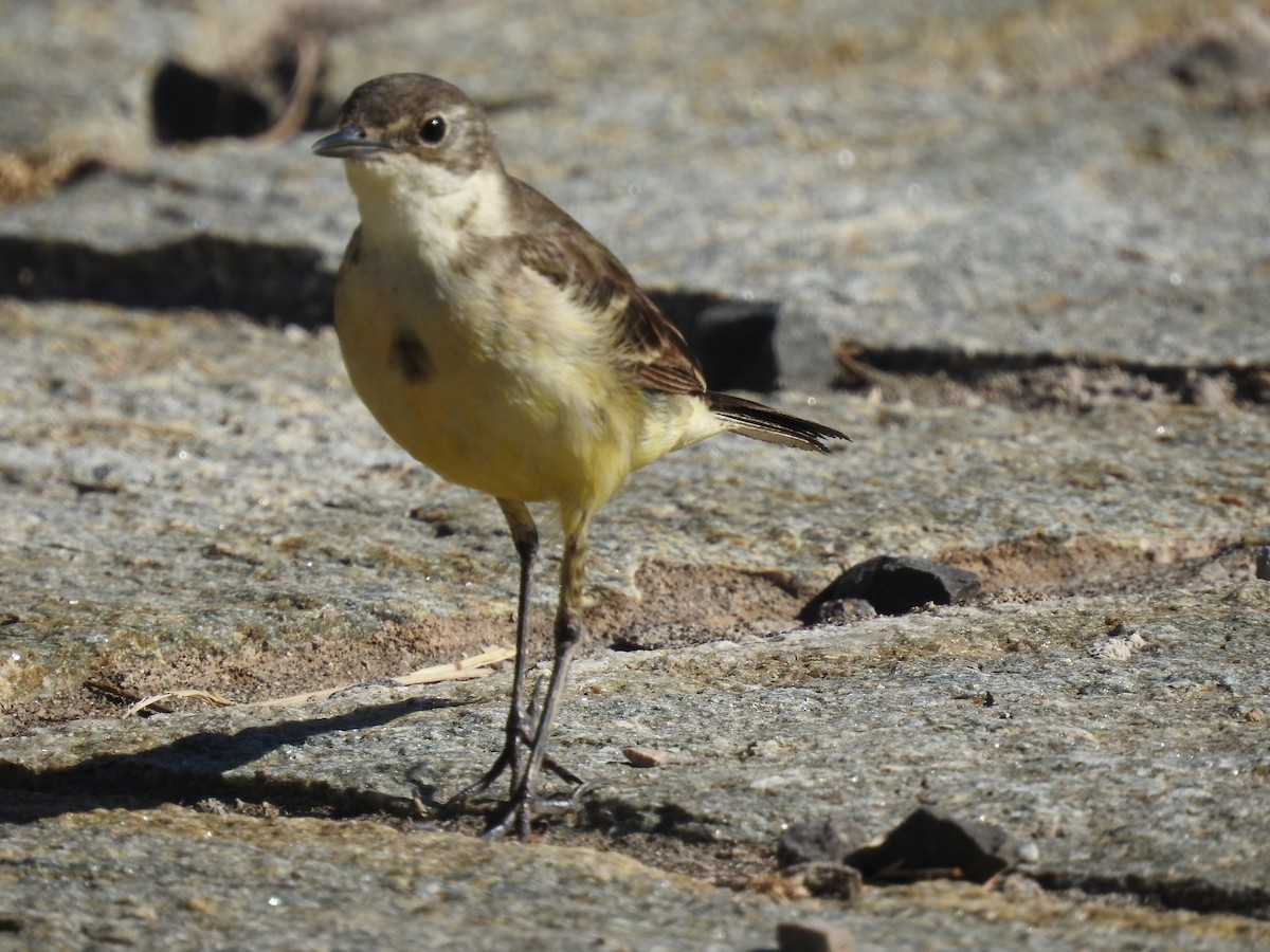 Western Yellow Wagtail - ML619481521