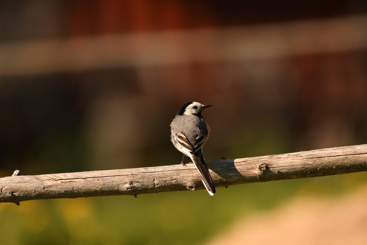 White Wagtail - ML619481525