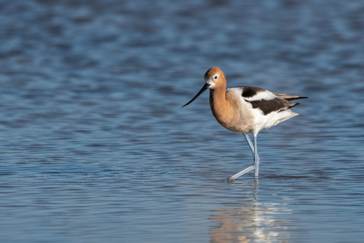 American Avocet - ML619481527