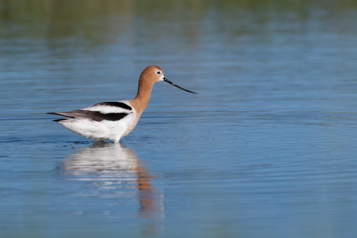 American Avocet - Michael Herrera