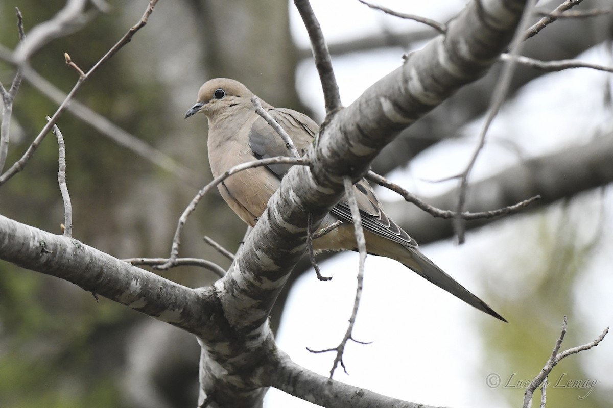 Mourning Dove - ML619481529