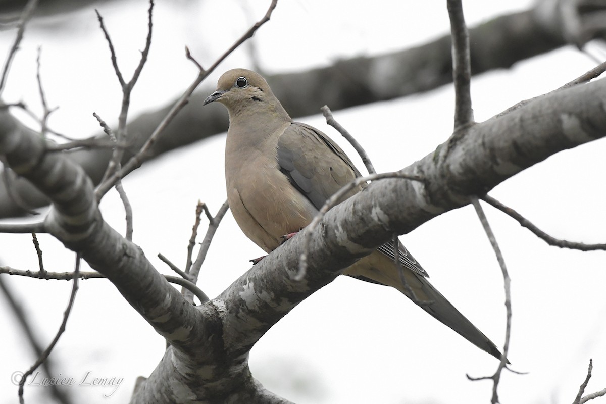 Mourning Dove - Lucien Lemay