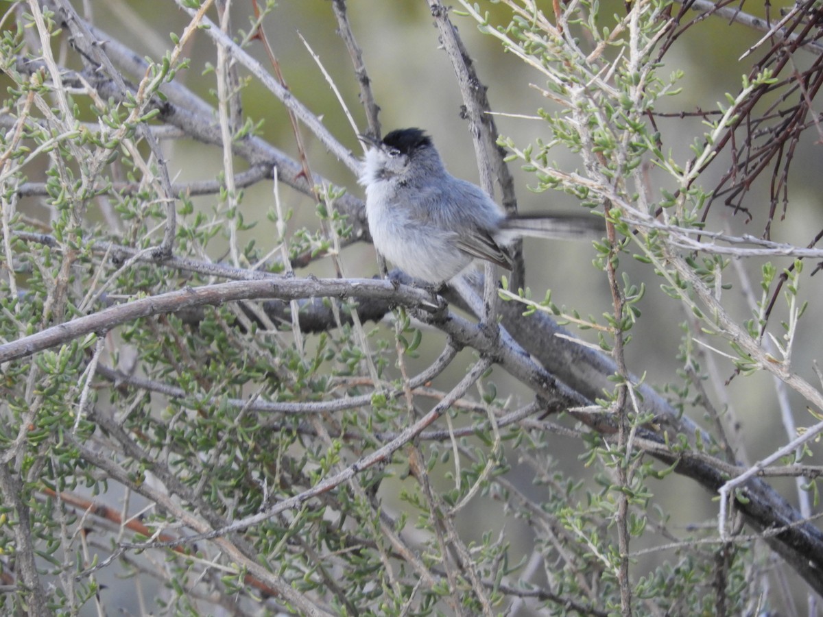 Black-tailed Gnatcatcher - Thomas Bürgi