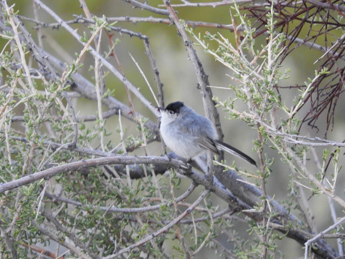 Black-tailed Gnatcatcher - Thomas Bürgi