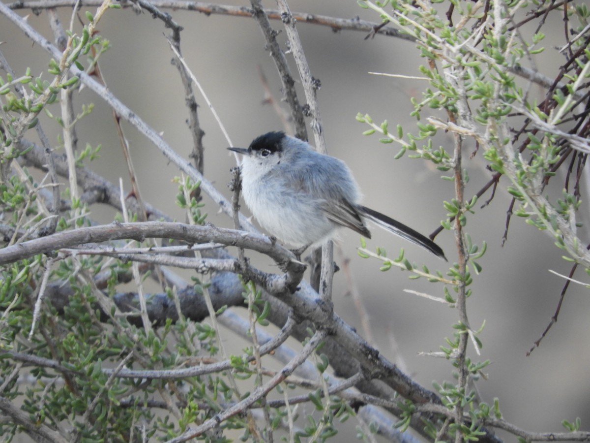 Black-tailed Gnatcatcher - Thomas Bürgi