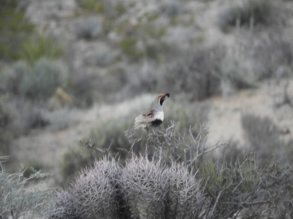 Gambel's Quail - ML619481542