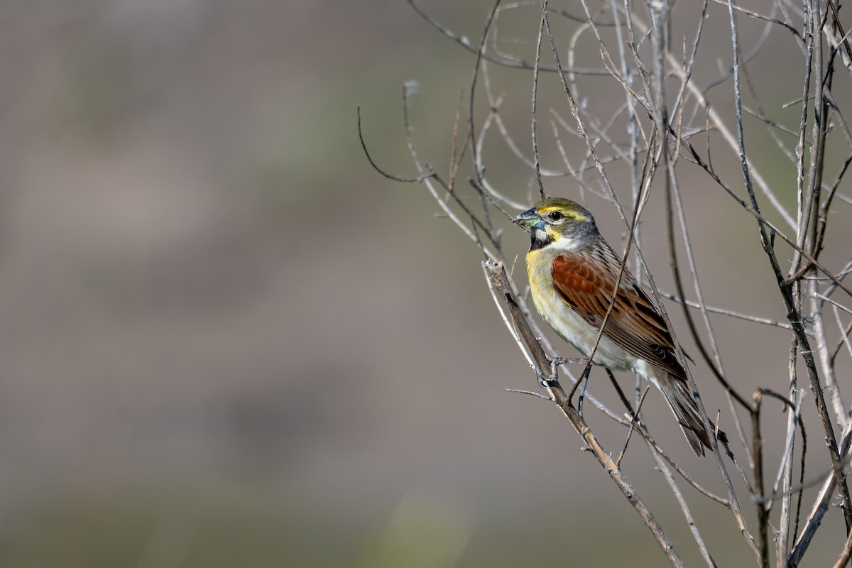 papežík americký - ML619481545