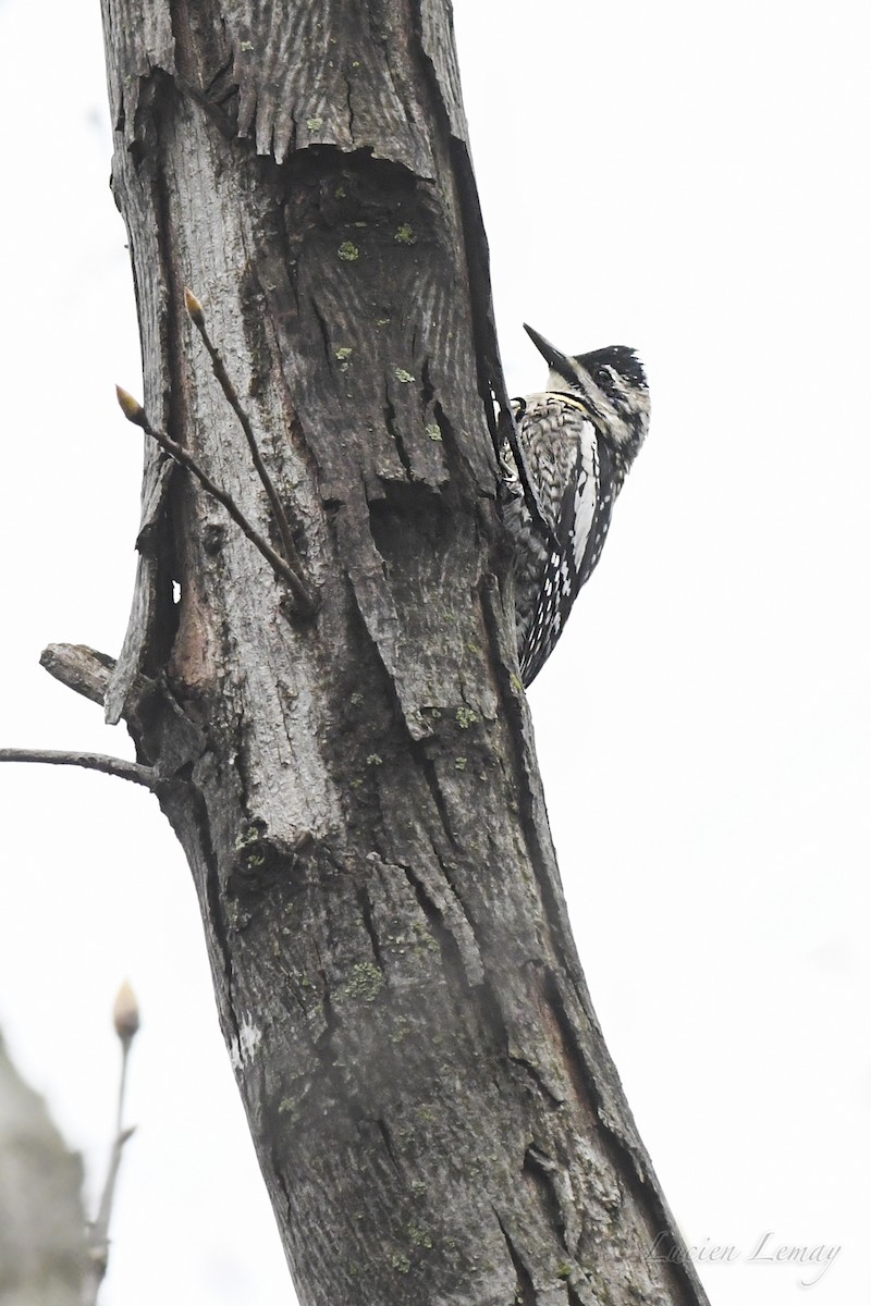 Yellow-bellied Sapsucker - Lucien Lemay