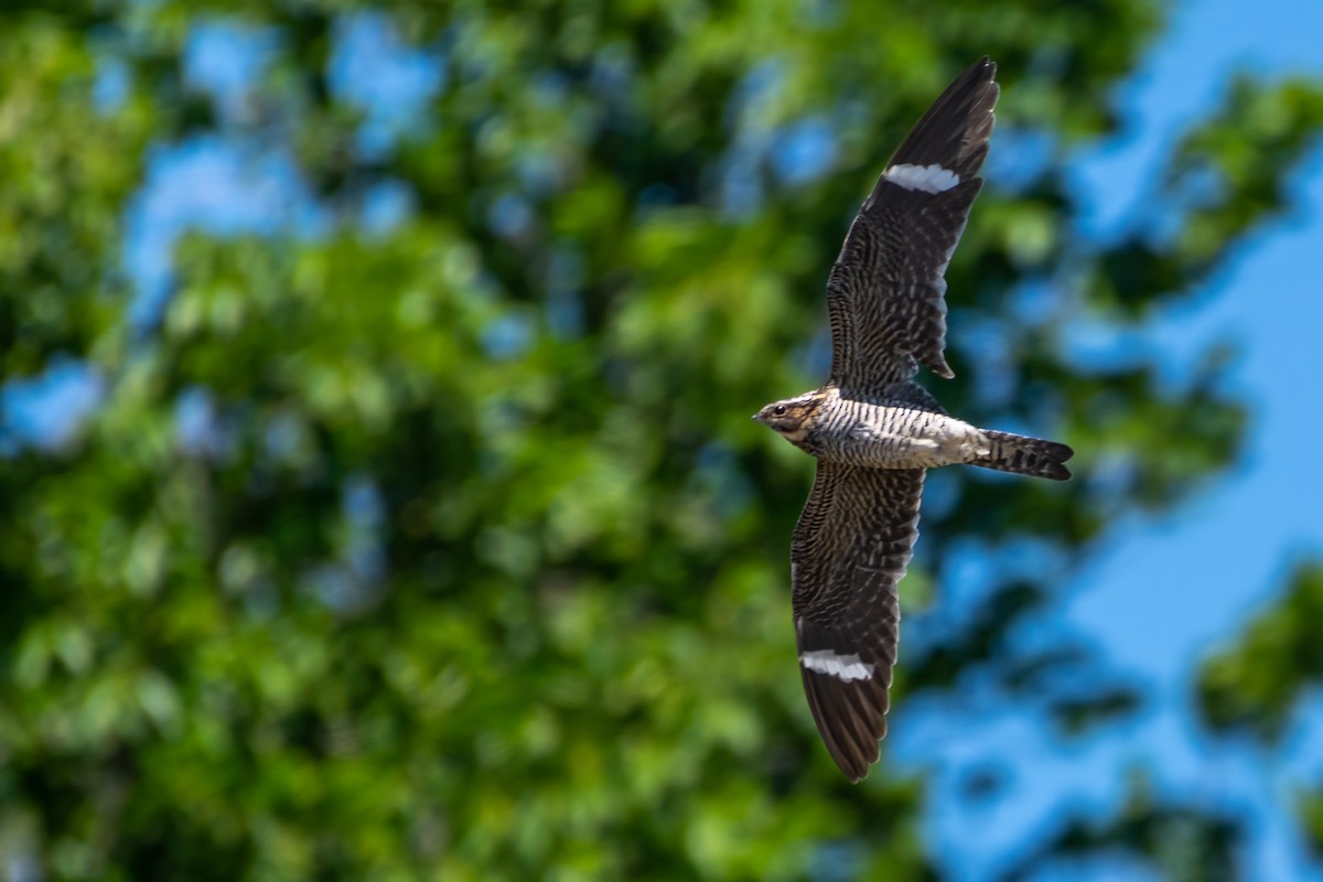 lelek sokolí - ML619481557