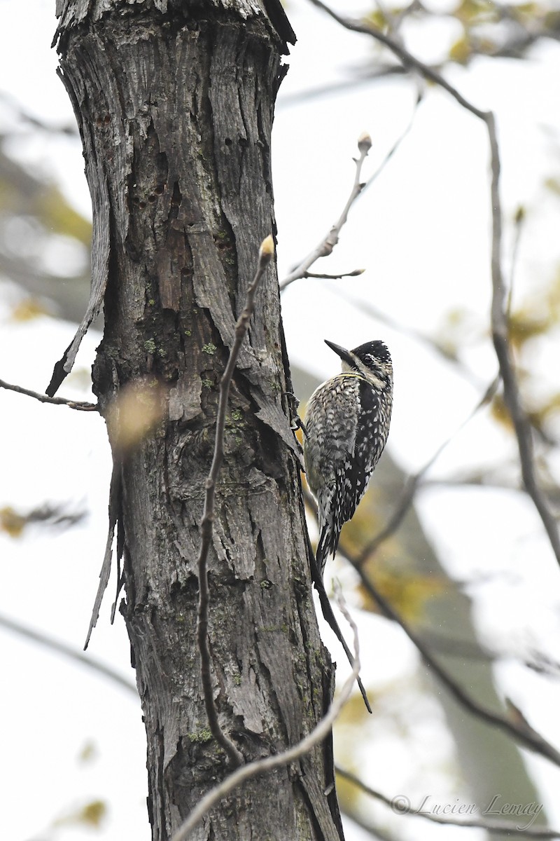 Yellow-bellied Sapsucker - Lucien Lemay